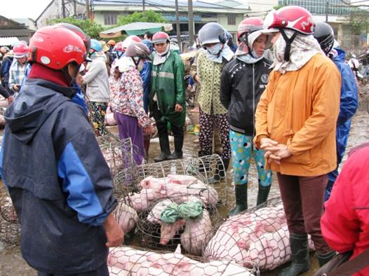 Đẩy mạnh khôi phục đàn lợn bằng phương thức chăn nuôi an toàn sinh học theo hướng hữu cơ