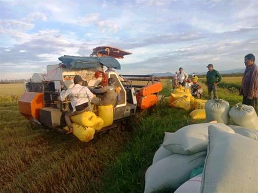 Nông dân thị trấn Diên Sanh đẩy nhanh tiến độ thu hoạch lúa vụ Hè Thu năm 2021 trên đồng ruộng