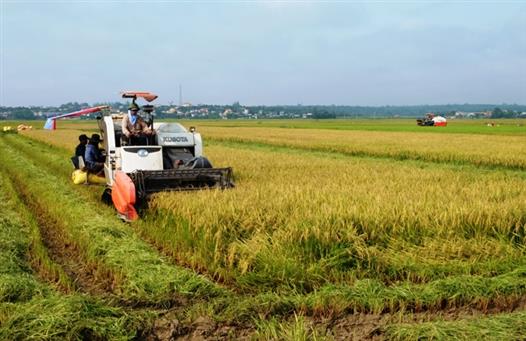 Nông dân Vĩnh Linh với công cuộc tái thiết và xây dựng quê hương