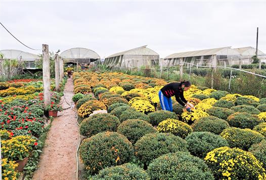 Đông Hà tạo chuyển biến tích cực trong phát triển nông nghiệp đô thị