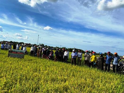 Hội Nông dân tỉnh tổ chức Hội thảo đầu bờ mô hình về canh tác lúa thân thiện với môi trường