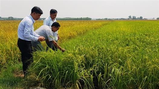 Hướng đi mới cho nông dân trồng lúa ở phường Đông Lương