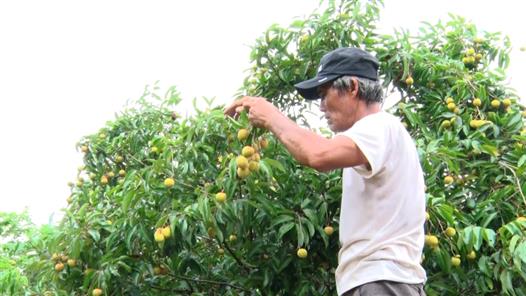 Quảng Trị: Nông dân được mùa vải thiều