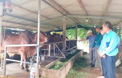 Phát triển các mô hình kinh tế hiệu quả trong nông nghiệp, nông thôn ở Gio Linh
