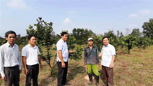 Lãnh đạo Hội Nông dân tỉnh kiểm tra mô hình cây ăn quả của Hợp tác xã tại thị trấn Bến Quan (Vĩnh Linh)