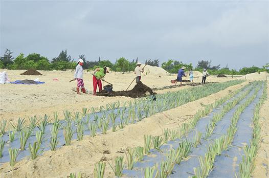 Chủ động ứng phó với biến đổi khí hậu trong sản xuất nông nghiệp