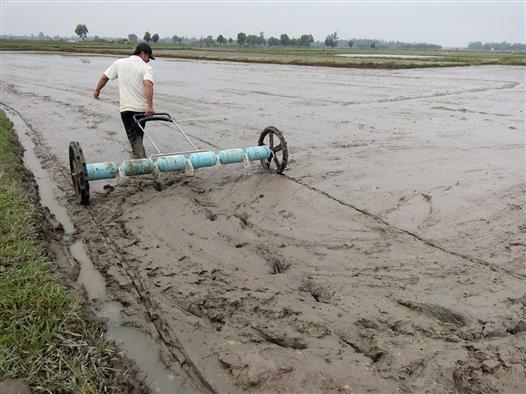 Vụ Đông Xuân 2018 - 2019 toàn tỉnh gieo cấy khoảng 25.000 ha lúa