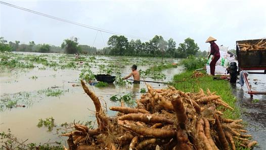 Hải Lăng: Nông dân khẩn trương thu hoạch sắn bị ngập úng