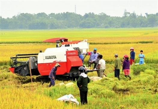 Thuê ruộng để sản xuất, một hình thức tích tụ ruộng đất hiệu quả