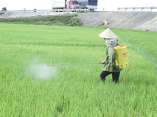 Tăng cường diệt trừ bệnh lùn sọc đen và rầy môi giới trước khi vào vụ Đông Xuân