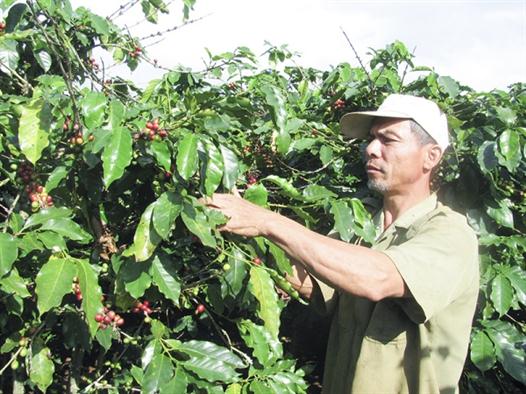 Tăng cường xác lập, quản lý và phát triển nhãn hiệu cho đặc sản