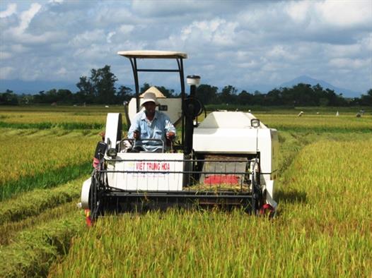  Triệu Phong: Năng suất lúa vụ Hè thu ước đạt 54 tạ/ha