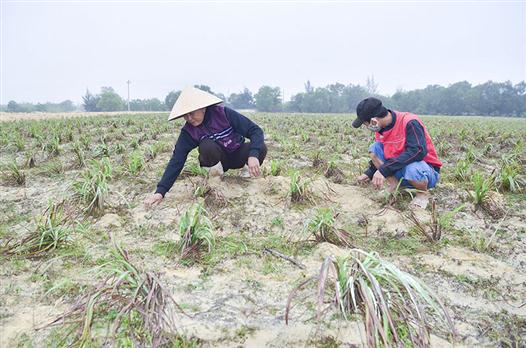 Chuyển đổi sinh kế bền vững ở vùng cát Gio Linh