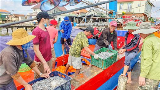 Ngư dân Gio Việt trúng đậm cá cơm