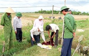 Tích cực phòng chống bệnh trên tôm giống