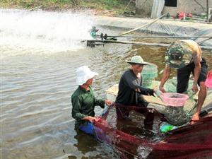 Xuất hiện dịch bệnh trên tôm nuôi