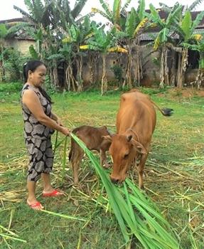 Hội Nông dân thị trấn Cam Lộ hỗ trợ bò giống cho hội viên nông dân nghèo