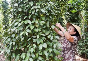 Cây hồ tiêu được mùa