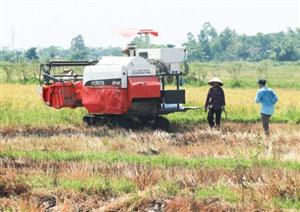 Chuyển đối 2.500 ha đất trồng lúa sang trồng ngô