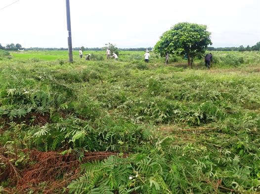    Hội Nông dân xã Hải Vĩnh, huyện Hải Lăng ra quân diệt cây Mai dương