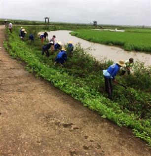 Hội Nông dân xã Hải Định phát động ra quân diệt cây mai dương   