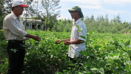 Triệu Vân phát triển  55 ha cây đậu đen xanh lòng trên cát