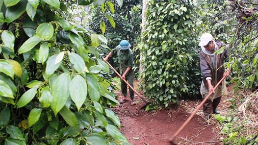 Nông dân thi đua làm giàu, góp sức xây dựng nông thôn mới