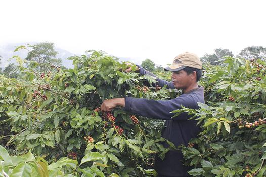 Nông dân Hướng Hóa với phong trào xóa đói giảm nghèo