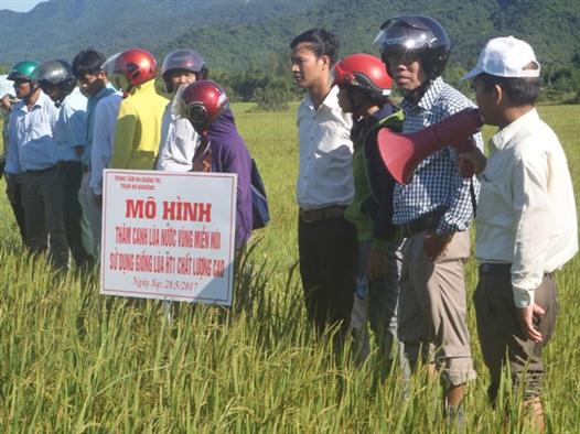 Mô hình thâm canh lúa nước và chuyển đổi cây trồng vụ hè thu ở miền núi