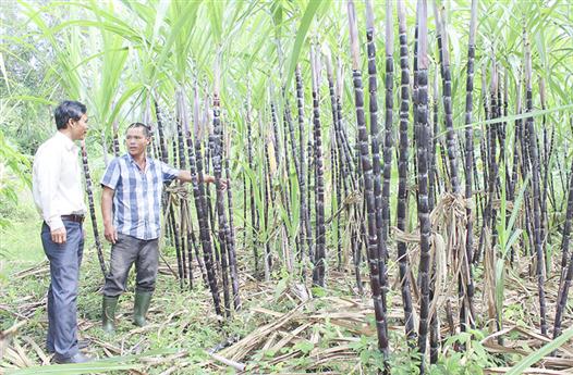 Nông dân Hướng Hóa thực hiện hiệu quả các phong trào thi đua yêu nước