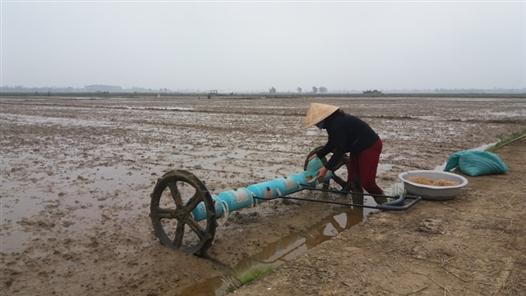 Khắc phục khó khăn, hoàn thành gieo cấy lúa vụ Đông Xuân