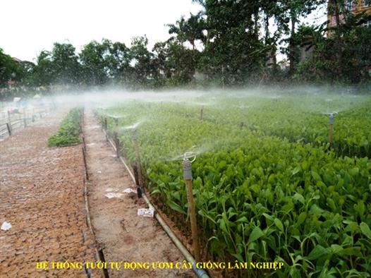 Hội viên nông dân thị trấn Hải Lăng chủ động nguồn cây giống lâm nghiệp cho vụ trồng rừng năm 2019