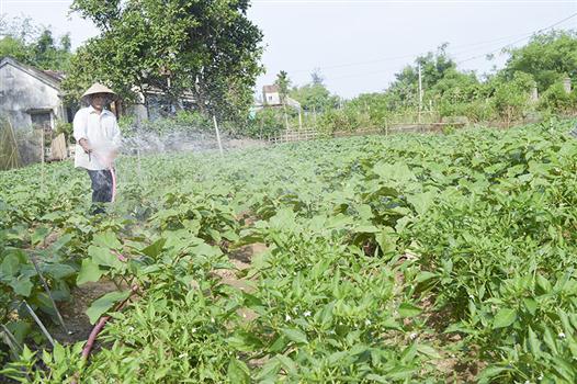 Chú trọng phát triển nông nghiệp gắn với xây dựng nông thôn mới