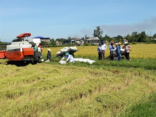 Nông dân Triệu Đại liên kết sản xuất lúa hữu cơ