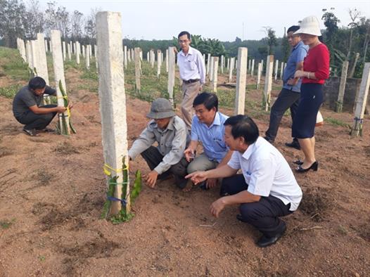 Lãnh đạo Hội Nông dân tỉnh kiểm tra một số mô hình sản xuất nông nghiệp