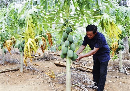 Hội Nông dân thúc đẩy các mô hình kinh tế mới phát triển