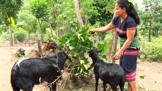 Phát triển chăn nuôi dê núi ở vùng biên giới