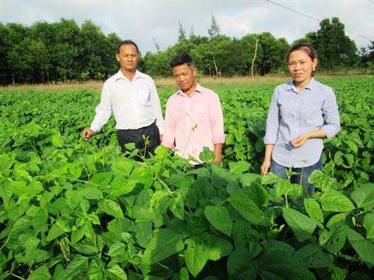 Giải pháp cây màu cho vùng đất cát nóng ven biển Triệu An