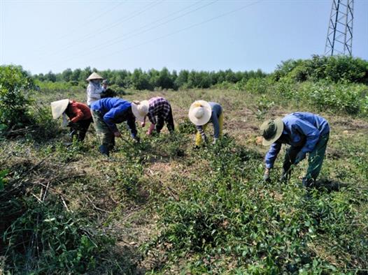 Hiệu quả cây chè vằng trên đất rừng   