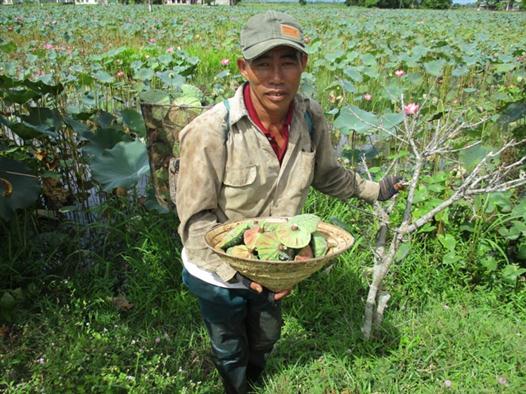 Mô hình trồng sen mang lại hiệu quả cao