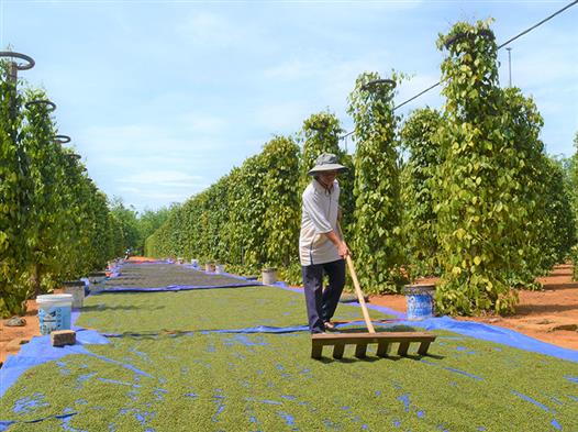 Trồng hồ tiêu công nghệ cao trên đất Gio Phong