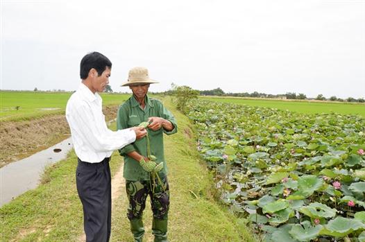 Khai phá đất hoang để trồng sen