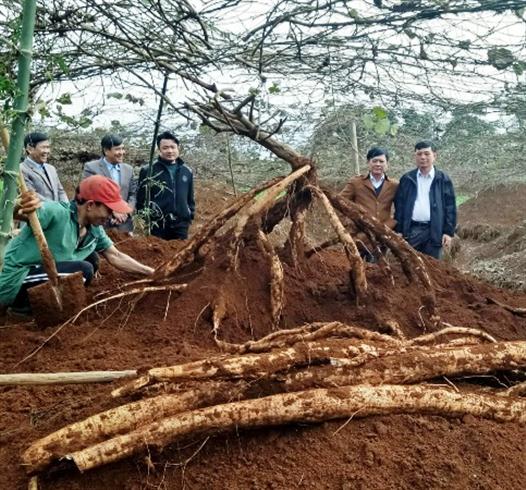 Hội Nông dân Cam Lộ thu hoạch mô hình trồng sắn dây