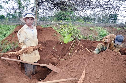 Sắn dây, cây trồng có hiệu quả kinh tế cao