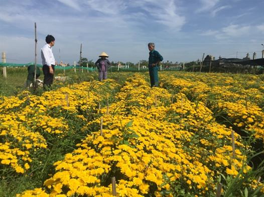 Làm giàu từ mô hình trồng hoa cúc quanh năm trên vùng đất bồi pha cát