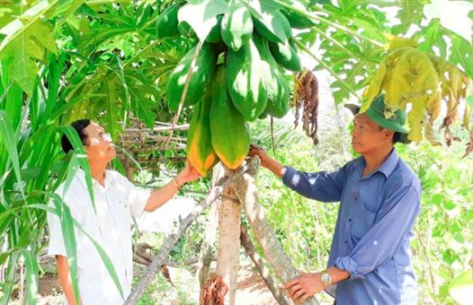 Phát triển kinh tế từ mô hình đa cây