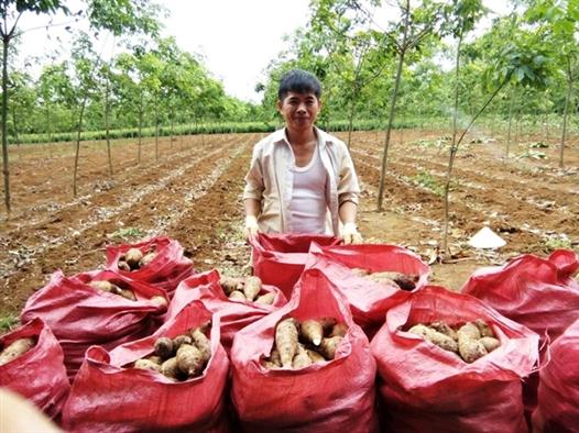 Cán bộ Hội làm kinh tế giỏi