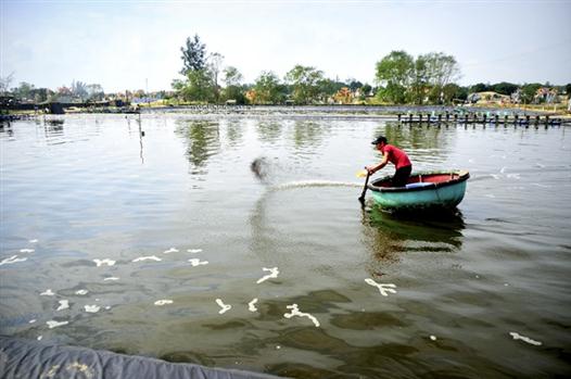 Tăng cường phòng, chống dịch bệnh trên tôm nuôi