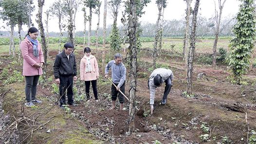 Chủ động phòng trừ dịch bệnh hại cây hồ tiêu