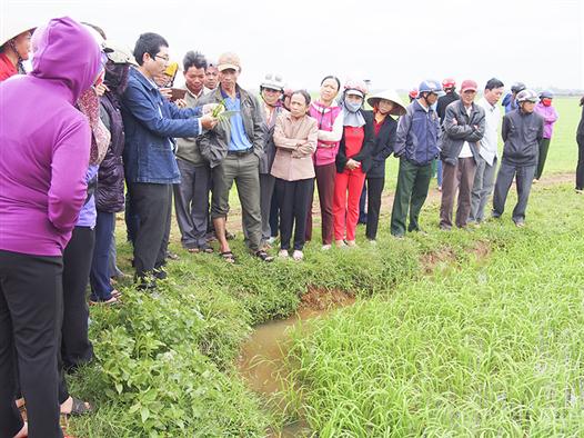 Tập trung phòng trừ sâu bệnh trên lúa vụ Đông Xuân